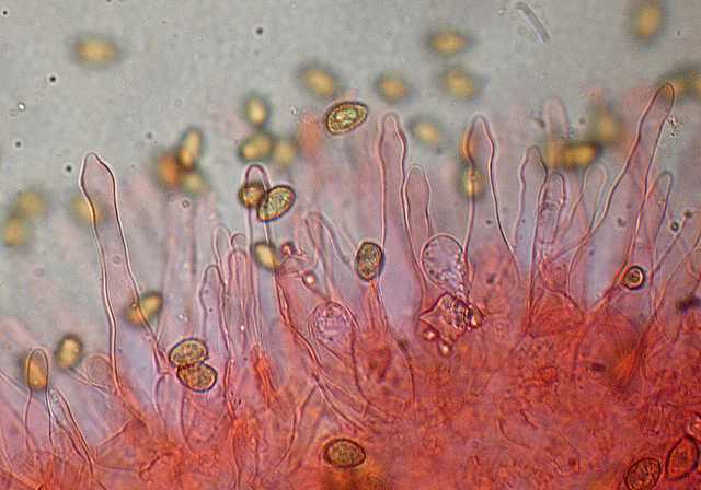 Galerina spec. Cod.DSCN 9112